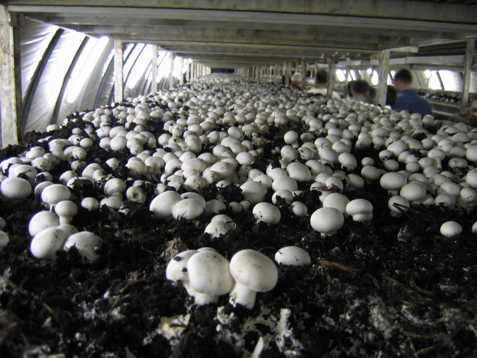 Reference photograph of mushroom cultivation, not an INT pilot site